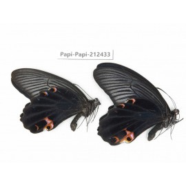 Papilio protenor ssp. China, Guizhou, Tongren, Mt.Fanjingshan. 2M. Papi-Papi-212433.