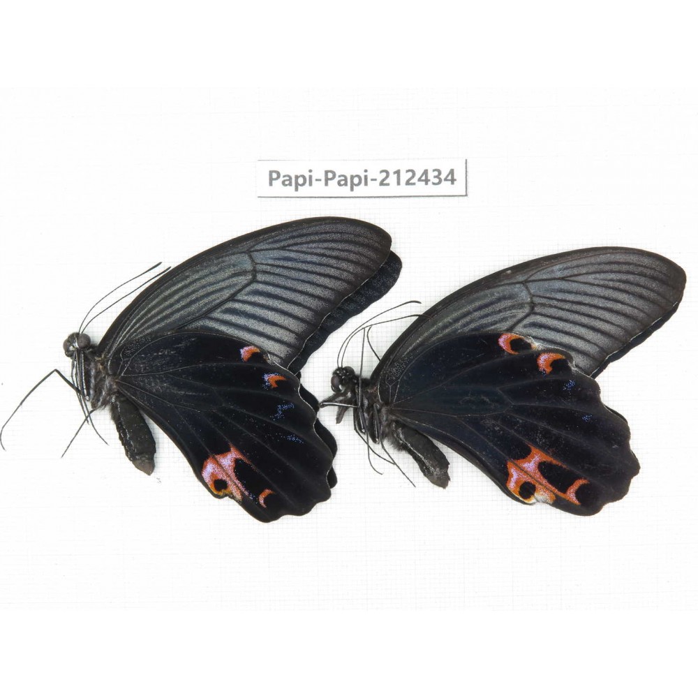 Papilio protenor ssp. China, Guizhou, Tongren, Mt.Fanjingshan. 2M. Papi-Papi-212434.
