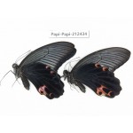 Papilio protenor ssp. China, Guizhou, Tongren, Mt.Fanjingshan. 2M. Papi-Papi-212434.