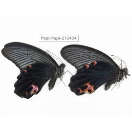 Papilio protenor ssp. China, Guizhou, Tongren, Mt.Fanjingshan. 2M. Papi-Papi-212434.