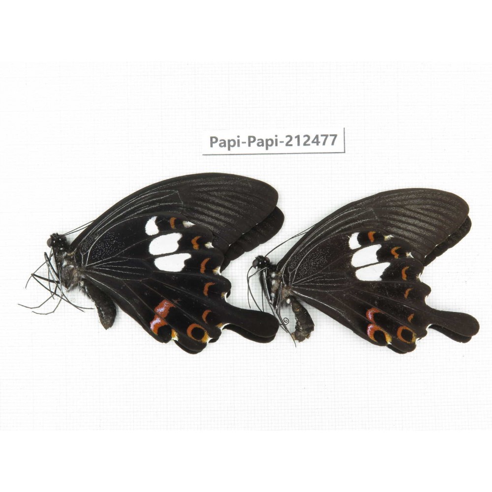 Papilio helenus ssp. China, Guizhou, Tongren, Mt.Fanjingshan. 2M. Papi-Papi-212477.