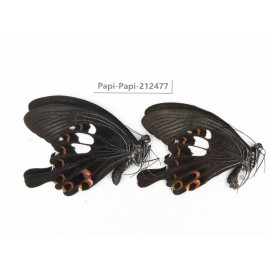 Papilio helenus ssp. China, Guizhou, Tongren, Mt.Fanjingshan. 2M. Papi-Papi-212477.