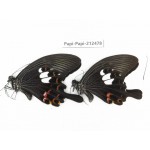 Papilio helenus ssp. China, Guizhou, Tongren, Mt.Fanjingshan. 2M. Papi-Papi-212478.