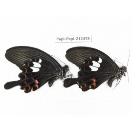 Papilio helenus ssp. China, Guizhou, Tongren, Mt.Fanjingshan. 2M. Papi-Papi-212478.