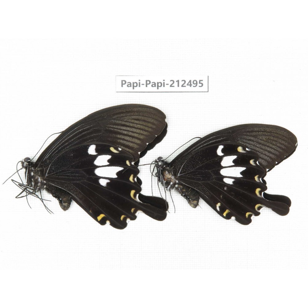 Papilio nephelus ssp. China, Guizhou, Tongren, Mt.Fanjingshan. 2M. Papi-Papi-212495.