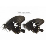 Papilio nephelus ssp. China, Guizhou, Tongren, Mt.Fanjingshan. 2M. Papi-Papi-212495.