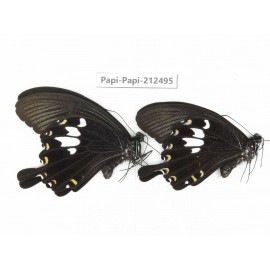 Papilio nephelus ssp. China, Guizhou, Tongren, Mt.Fanjingshan. 2M. Papi-Papi-212495.