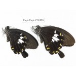 Papilio nephelus ssp. China, Guizhou, Tongren, Mt.Fanjingshan. 2M. Papi-Papi-212496.