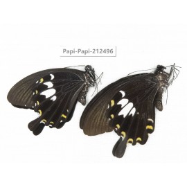 Papilio nephelus ssp. China, Guizhou, Tongren, Mt.Fanjingshan. 2M. Papi-Papi-212496.