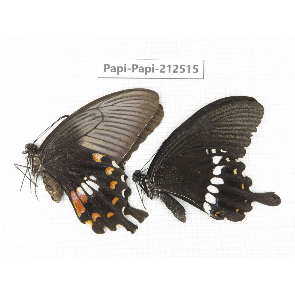 Papilio polytes ssp. China, Guizhou, Tongren, Mt.Fanjingshan. 1P. Papi-Papi-212515.