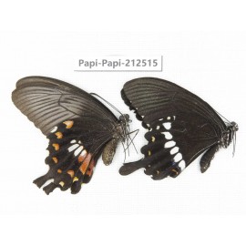 Papilio polytes ssp. China, Guizhou, Tongren, Mt.Fanjingshan. 1P. Papi-Papi-212515.