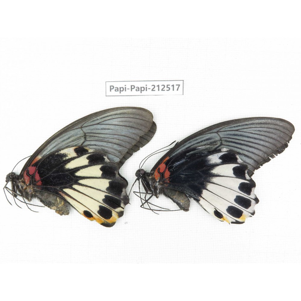 Papilio memnon ssp. China, Guizhou, Tongren, Mt.Fanjingshan. 2F. Papi-Papi-212517.