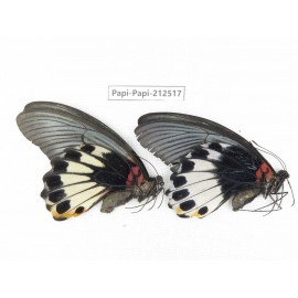 Papilio memnon ssp. China, Guizhou, Tongren, Mt.Fanjingshan. 2F. Papi-Papi-212517.