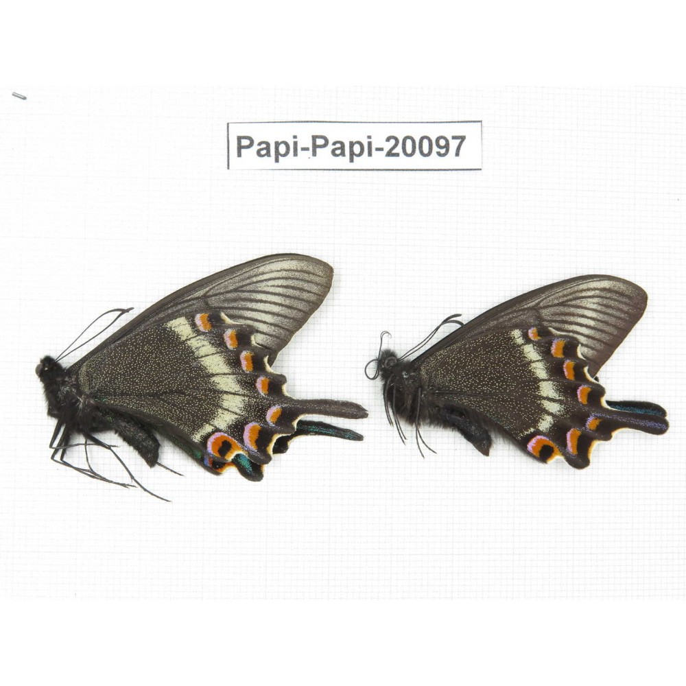 Papilio maackii ssp. China, Jilin, Mt.Changbaishan. 2M. Papi-Papi-20097.