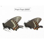 Papilio maackii ssp. China, Jilin, Mt.Changbaishan. 2M. Papi-Papi-20097.