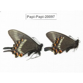 Papilio maackii ssp. China, Jilin, Mt.Changbaishan. 2M. Papi-Papi-20097.