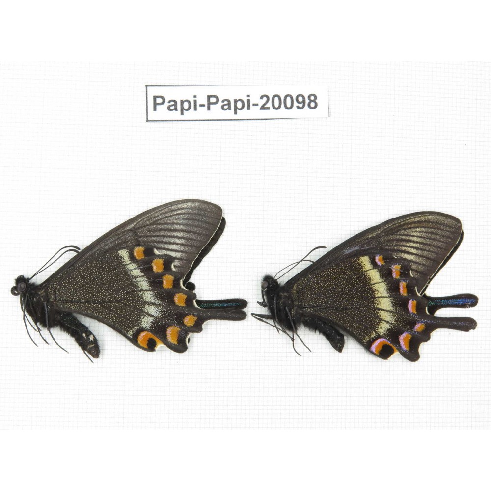 Papilio maackii ssp. China, Jilin, Mt.Changbaishan. 2M. Papi-Papi-20098.