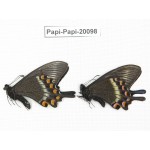 Papilio maackii ssp. China, Jilin, Mt.Changbaishan. 2M. Papi-Papi-20098.