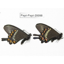 Papilio maackii ssp. China, Jilin, Mt.Changbaishan. 2M. Papi-Papi-20098.