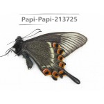 Papilio maackii ssp. China, Jilin, Mt.Changbaishan. 1M. Papi-Papi-213725.