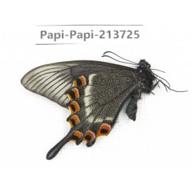 Papilio maackii ssp. China, Jilin, Mt.Changbaishan. 1M. Papi-Papi-213725.