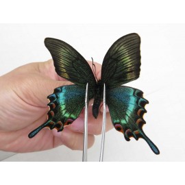 Papilio maackii ssp. China, Jilin, Mt.Changbaishan. 1M. Papi-Papi-213725.