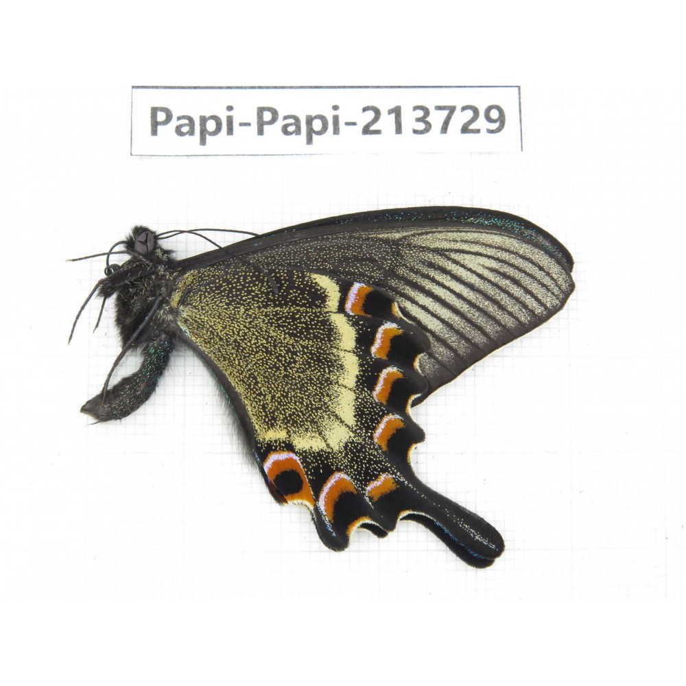 Papilio maackii ssp. China, Jilin, Mt.Changbaishan. 1M. Papi-Papi-213729.
