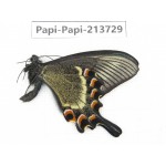 Papilio maackii ssp. China, Jilin, Mt.Changbaishan. 1M. Papi-Papi-213729.