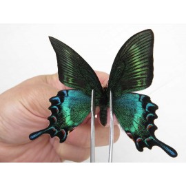 Papilio maackii ssp. China, Jilin, Mt.Changbaishan. 1M. Papi-Papi-213729.