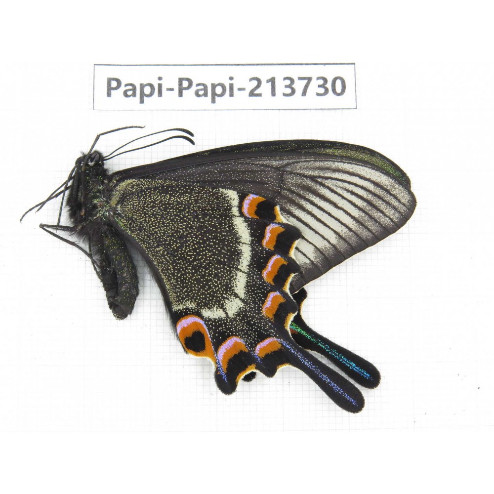 Papilio maackii ssp. China, Jilin, Mt.Changbaishan. 1F. Papi-Papi-213730.