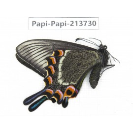 Papilio maackii ssp. China, Jilin, Mt.Changbaishan. 1F. Papi-Papi-213730.