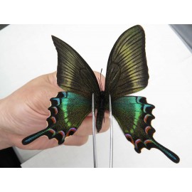 Papilio maackii ssp. China, Jilin, Mt.Changbaishan. 1F. Papi-Papi-213730.