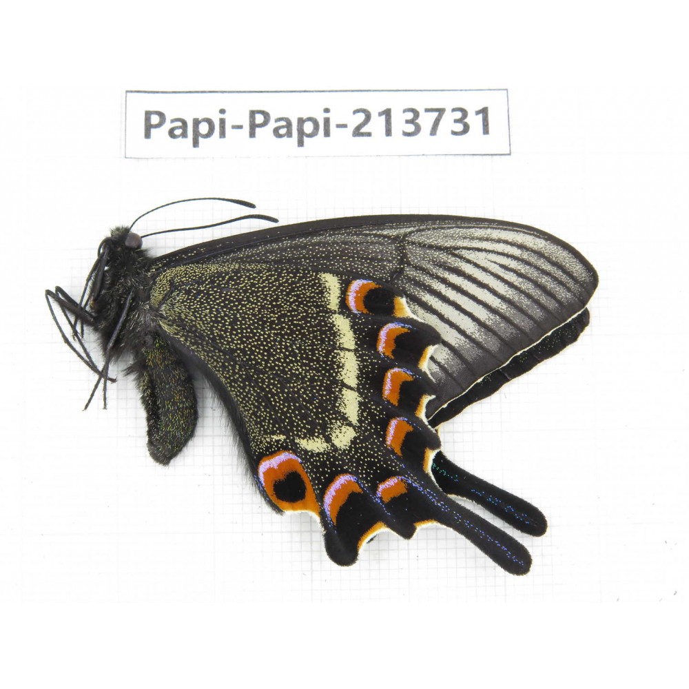 Papilio maackii ssp. China, Jilin, Mt.Changbaishan. 1F. Papi-Papi-213731.