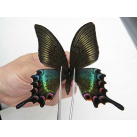 Papilio maackii ssp. China, Jilin, Mt.Changbaishan. 1F. Papi-Papi-213731.
