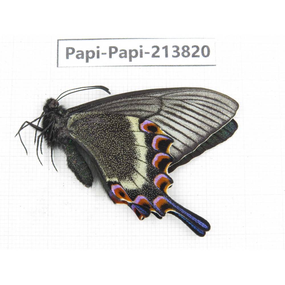 Papilio maackii ssp. China, Jilin, Mt.Changbaishan. 1F. Papi-Papi-213820.