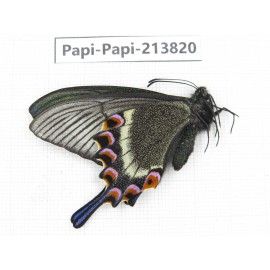 Papilio maackii ssp. China, Jilin, Mt.Changbaishan. 1F. Papi-Papi-213820.