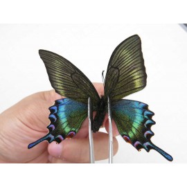 Papilio maackii ssp. China, Jilin, Mt.Changbaishan. 1F. Papi-Papi-213820.