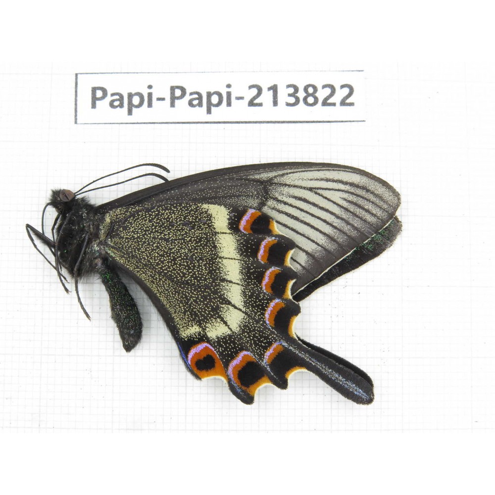 Papilio maackii ssp. China, Jilin, Mt.Changbaishan. 1M. Papi-Papi-213822.