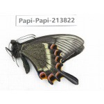 Papilio maackii ssp. China, Jilin, Mt.Changbaishan. 1M. Papi-Papi-213822.