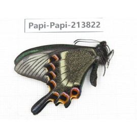 Papilio maackii ssp. China, Jilin, Mt.Changbaishan. 1M. Papi-Papi-213822.