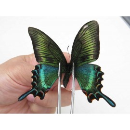 Papilio maackii ssp. China, Jilin, Mt.Changbaishan. 1M. Papi-Papi-213822.