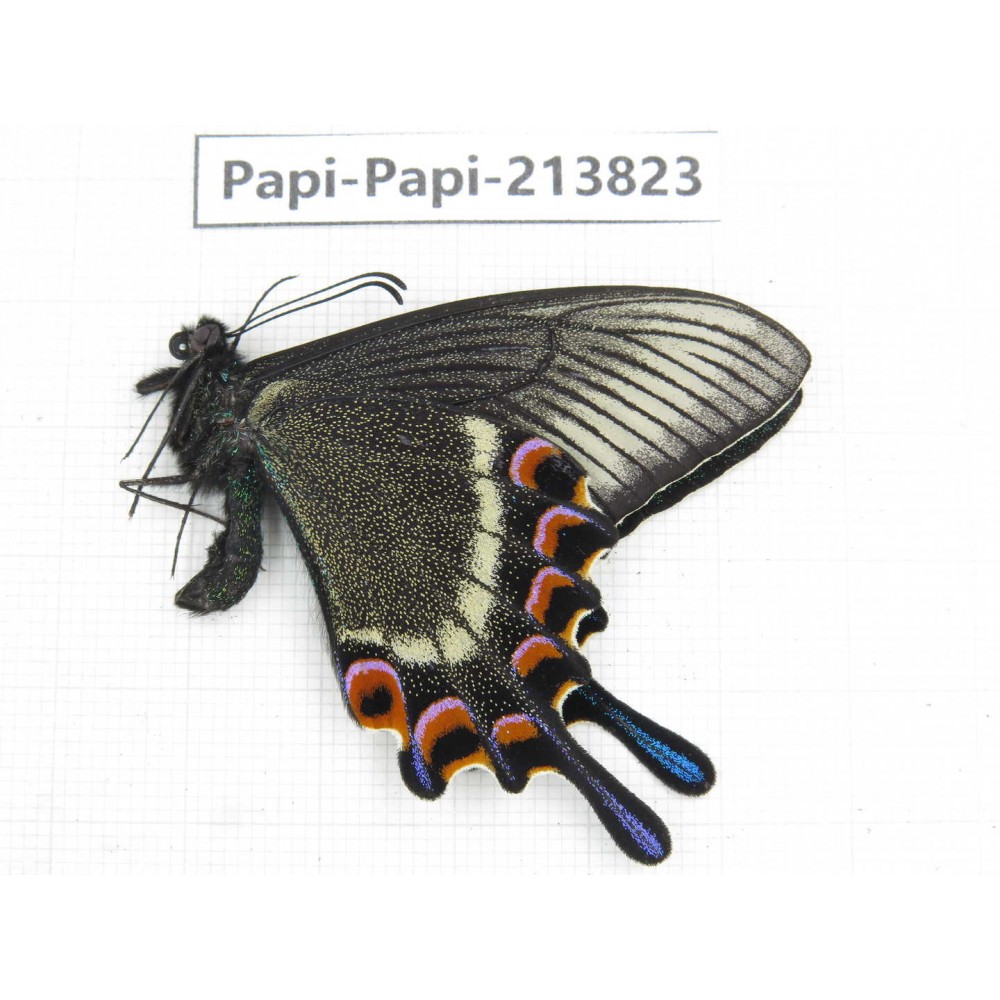 Papilio maackii ssp. China, Jilin, Mt.Changbaishan. 1M. Papi-Papi-213823.