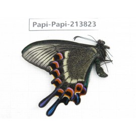 Papilio maackii ssp. China, Jilin, Mt.Changbaishan. 1M. Papi-Papi-213823.