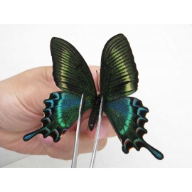 Papilio maackii ssp. China, Jilin, Mt.Changbaishan. 1M. Papi-Papi-213823.