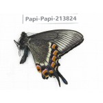 Papilio maackii ssp. China, Jilin, Mt.Changbaishan. 1M. Papi-Papi-213824.