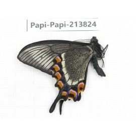 Papilio maackii ssp. China, Jilin, Mt.Changbaishan. 1M. Papi-Papi-213824.