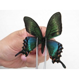 Papilio maackii ssp. China, Jilin, Mt.Changbaishan. 1M. Papi-Papi-213824.