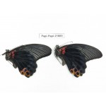Papilio memnon ssp. China, Sichuan, Baoxing county. 2M. Papi-Papi-21883.