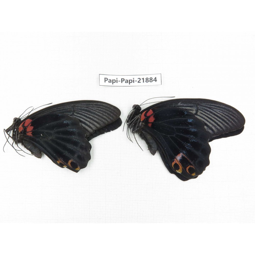 Papilio memnon ssp. China, Sichuan, Baoxing county. 2M. Papi-Papi-21884.