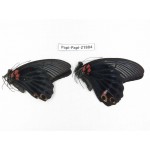 Papilio memnon ssp. China, Sichuan, Baoxing county. 2M. Papi-Papi-21884.